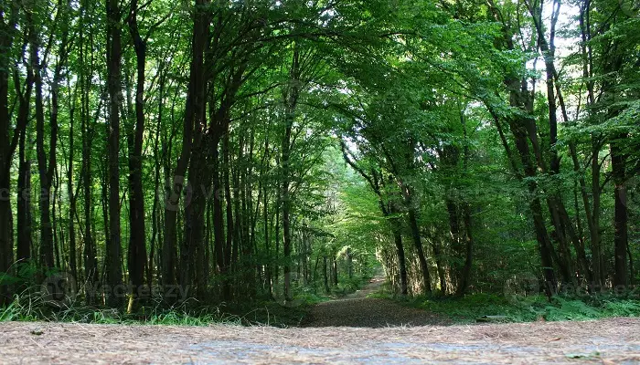 جنگل بلگراد استانبول