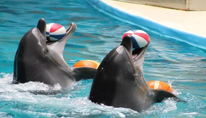 دلفین کلاب استانبول