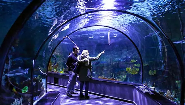 آکواریوم کیش