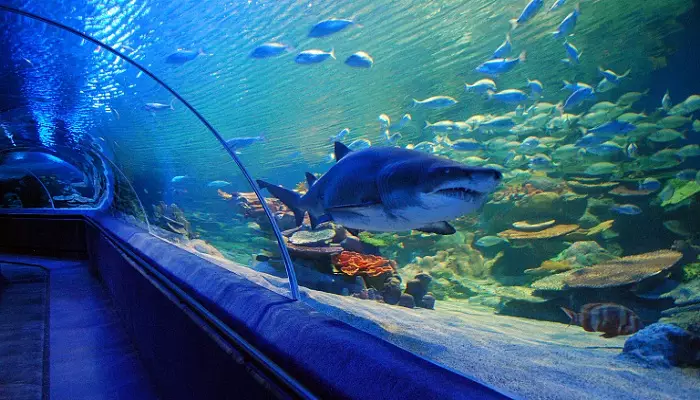 تصویری از آکواریوم پارک آبی تورکوازو 