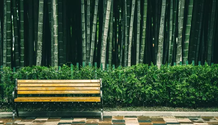 باغ بامبو باتومی