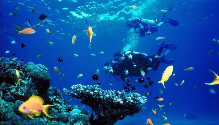 تصویری از غواصی در زیر آب در جزیره کیش