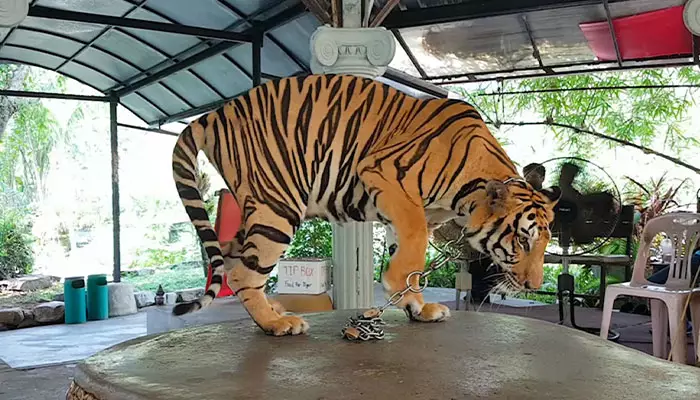 باغ وحش پوکت