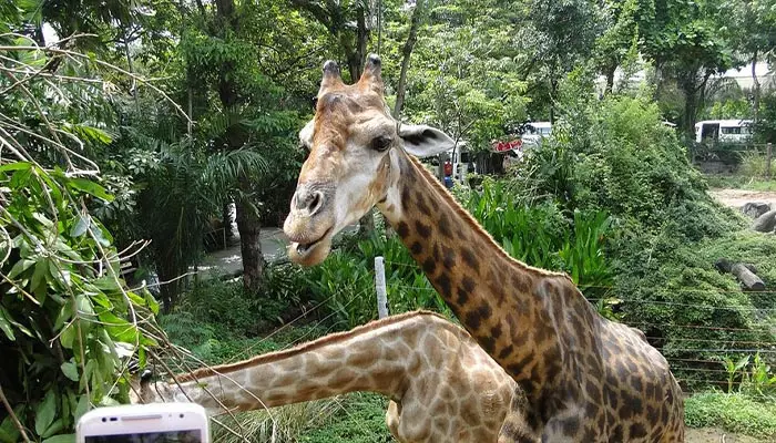 باغ وحش دوسیت