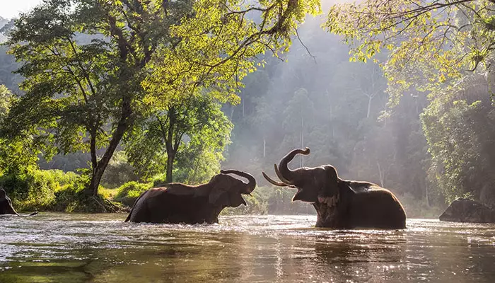 پناهگاه ها فیل ها