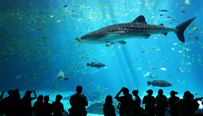 تصویری از آکواریوم کیش