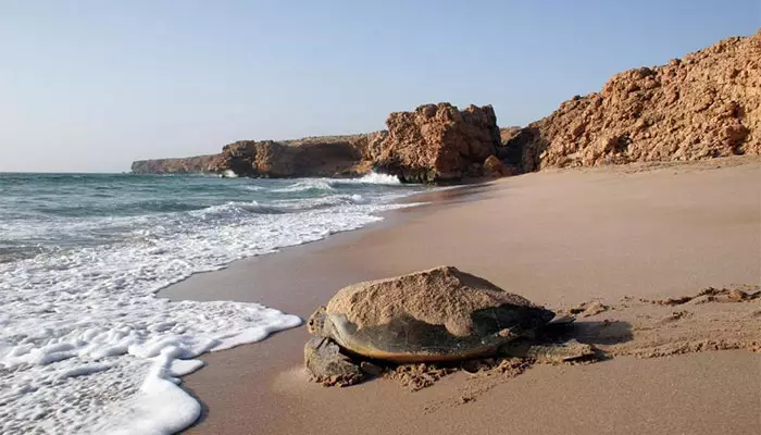 راس الجنز عمان